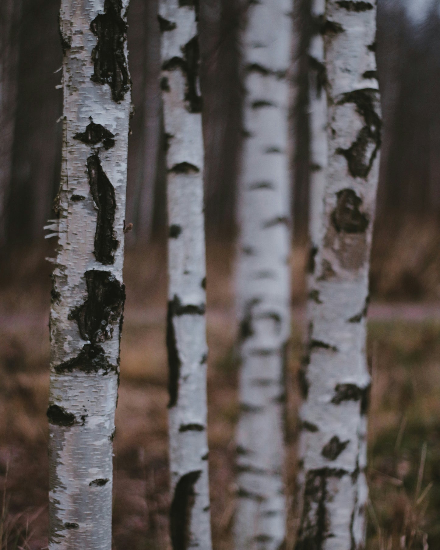 Birkenwald