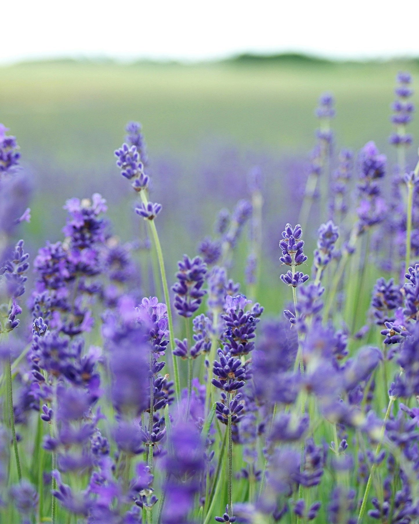 Duftmelt Würfel Lausitzer Lavendel