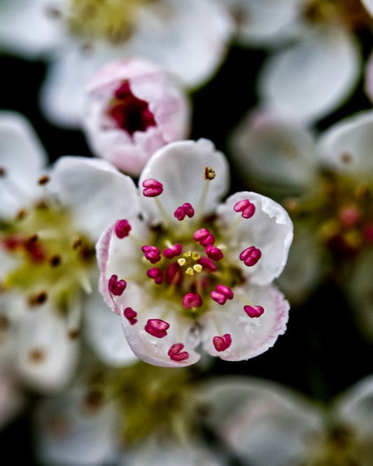Duftkerze Aronia