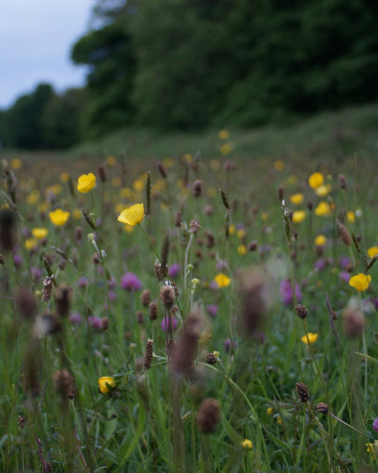 Wildblumenwiese