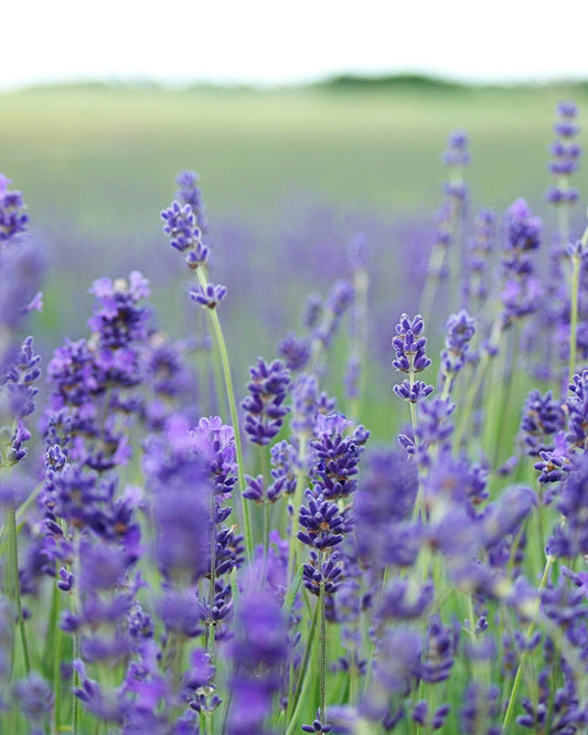 Duftmelt Würfel Lausitzer Lavendel